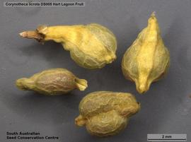   Fruits:   Corynotheca licrota ; Photo by South Australian Seed Conservation Centre, used with permission
